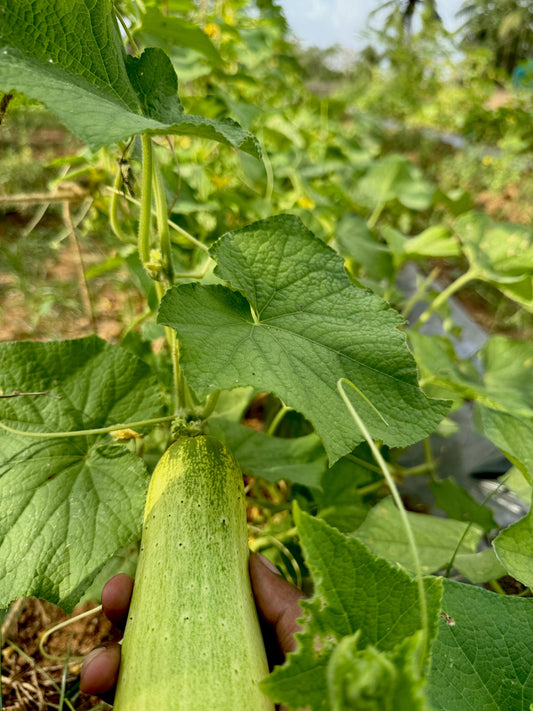 Fresh from Our Farm Near Chennai