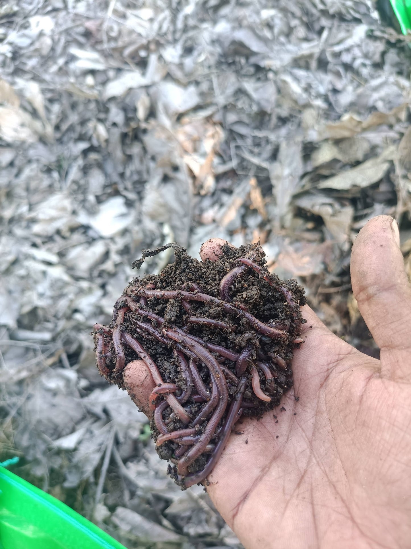 Worms of Gaia - Vermicompost