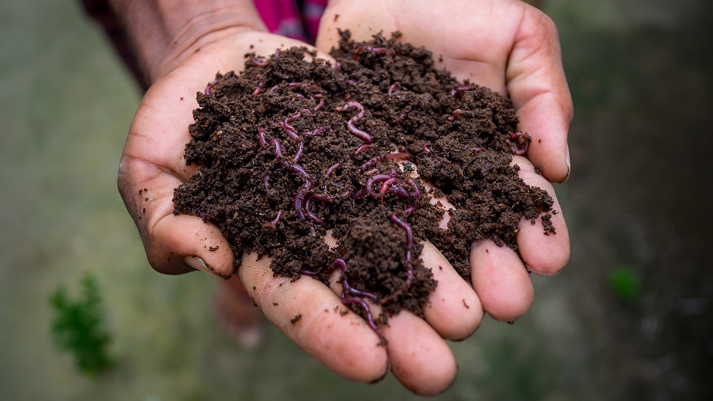 Worms of Gaia - Vermicompost